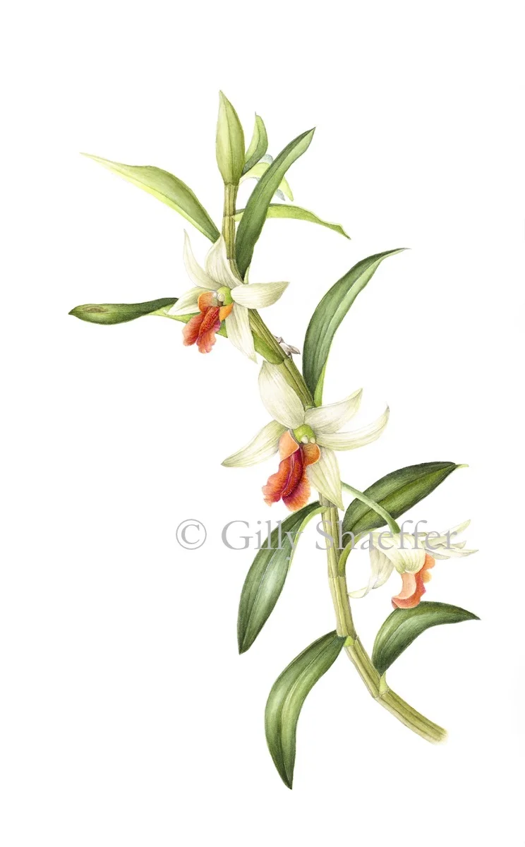 Dendrobium_copy.jpg