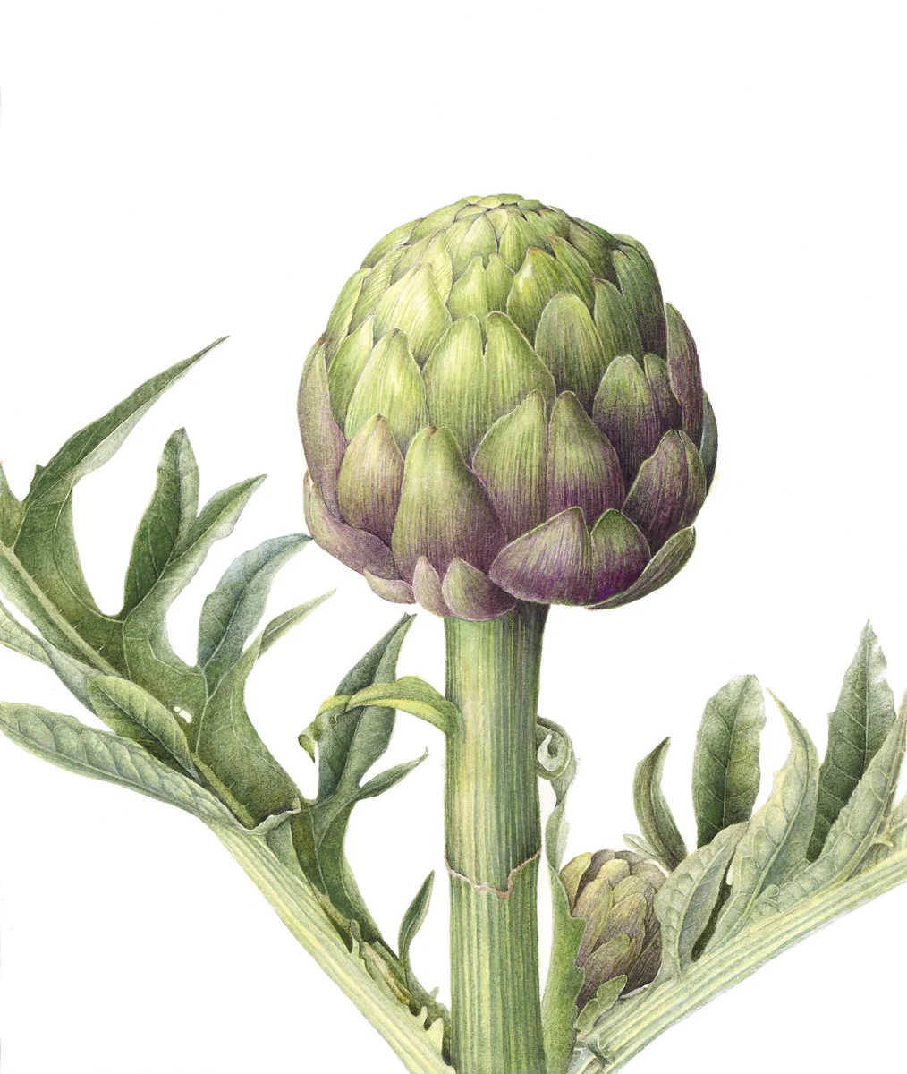 GlobeArtichokecopy.jpg