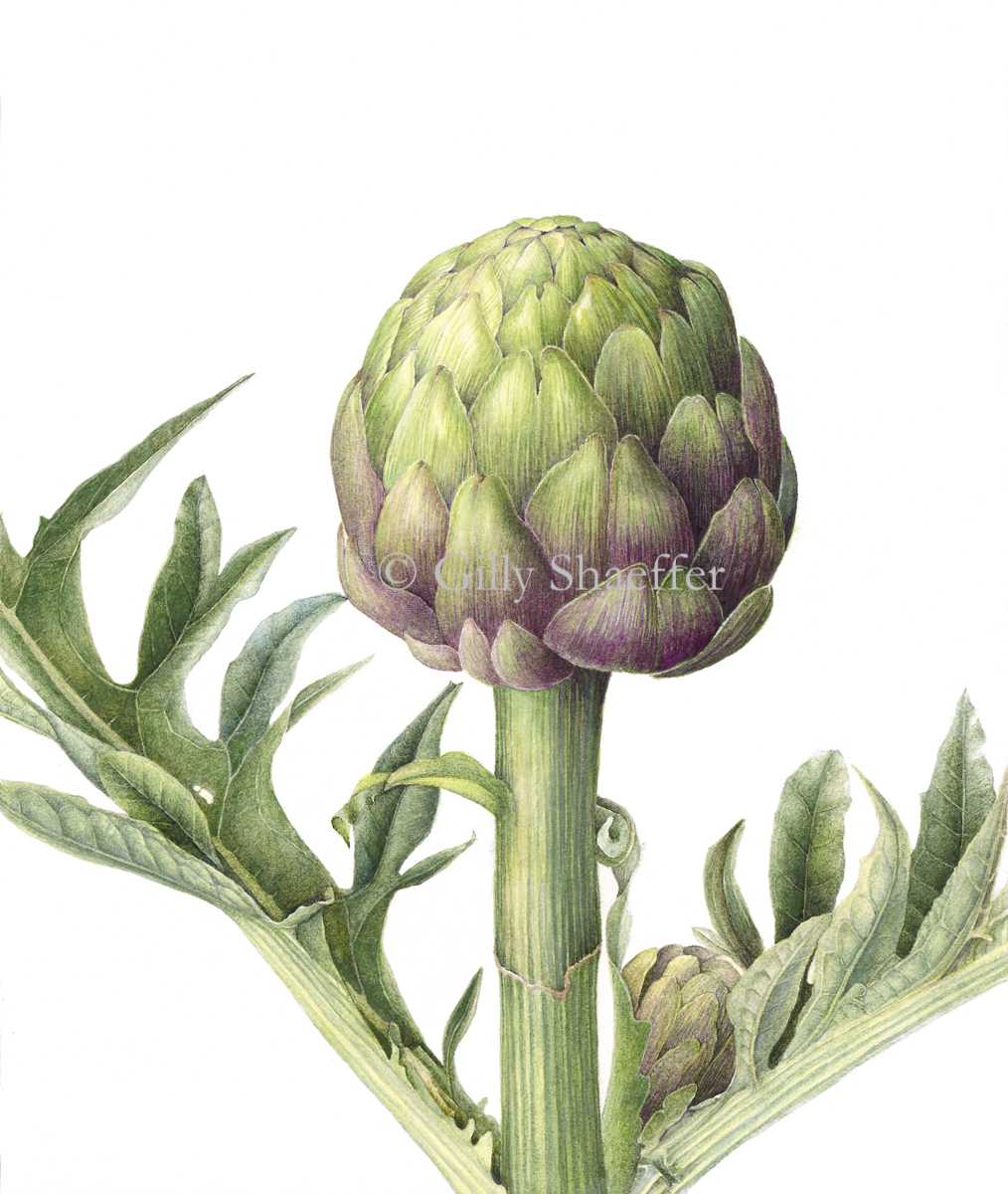 GlobeArtichokecopy.jpg