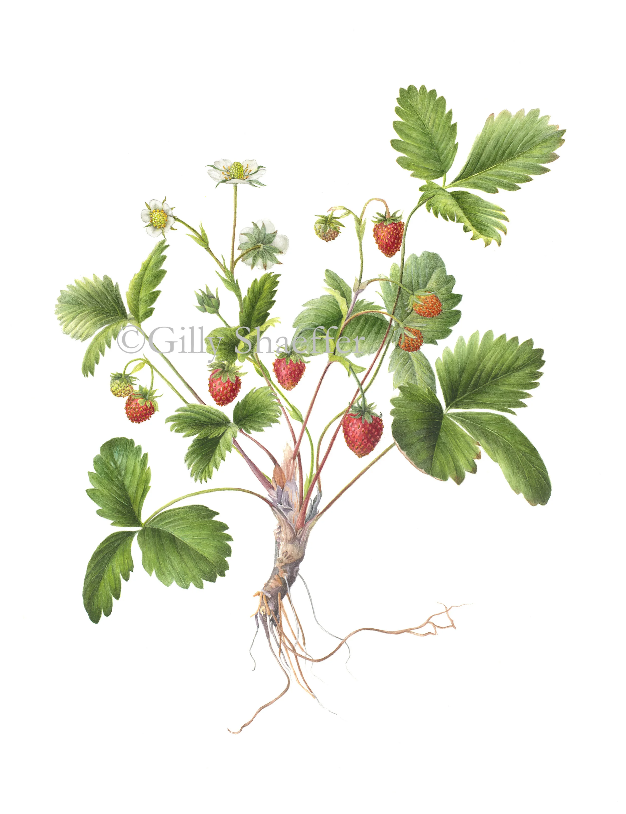 red alpine strawberry_web copy.jpg