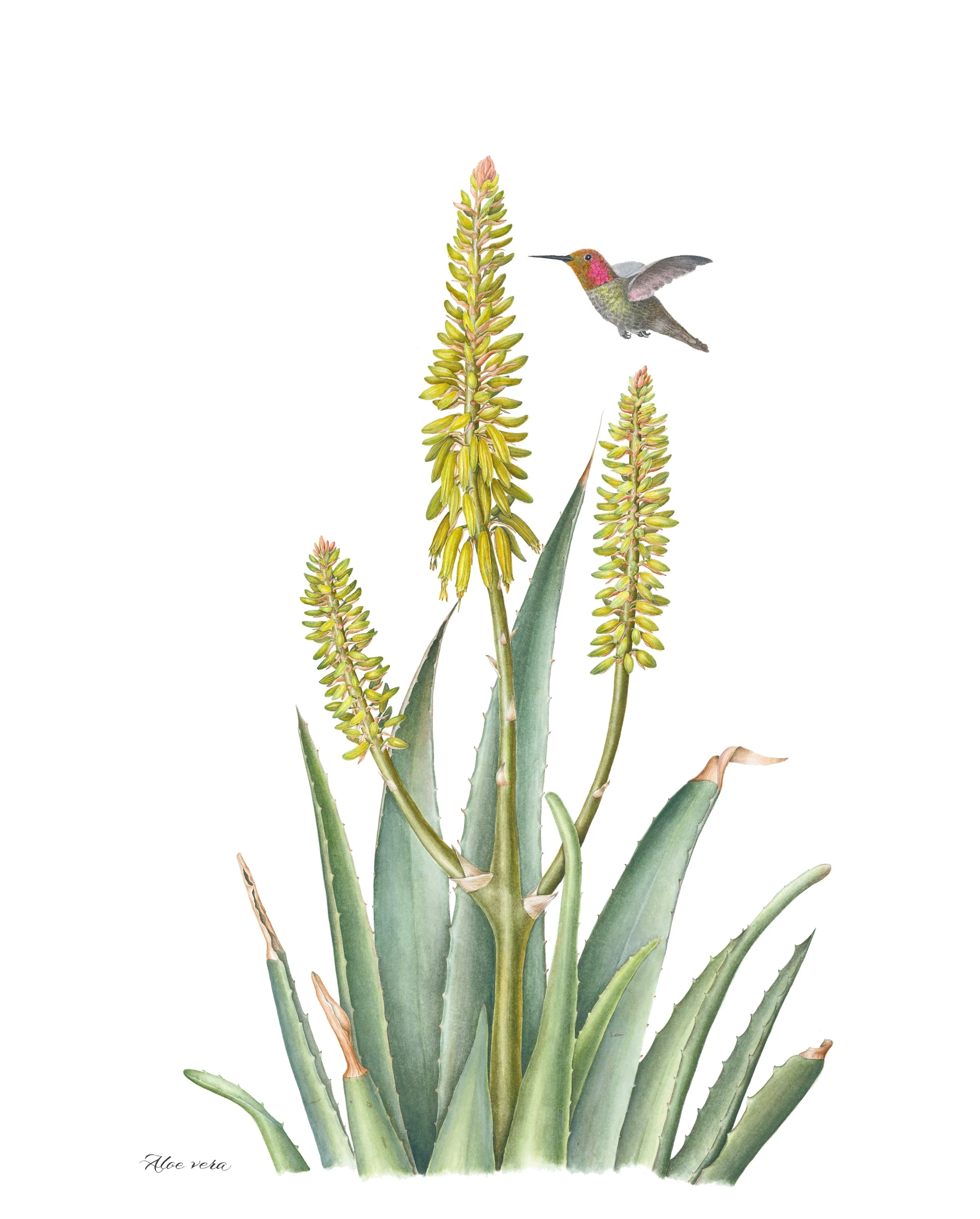G Shaeffer Aug 19 Aloe Vera no sig.jpg