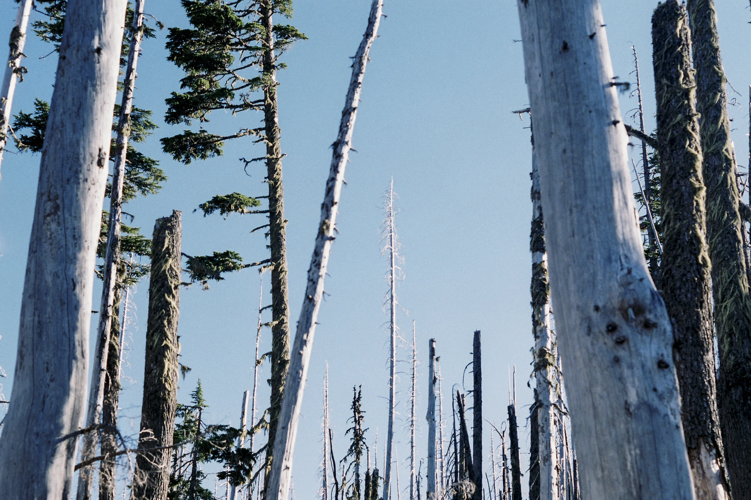 Meadowcreek Trail to Three Fingered Jack outside of Sisters, OR