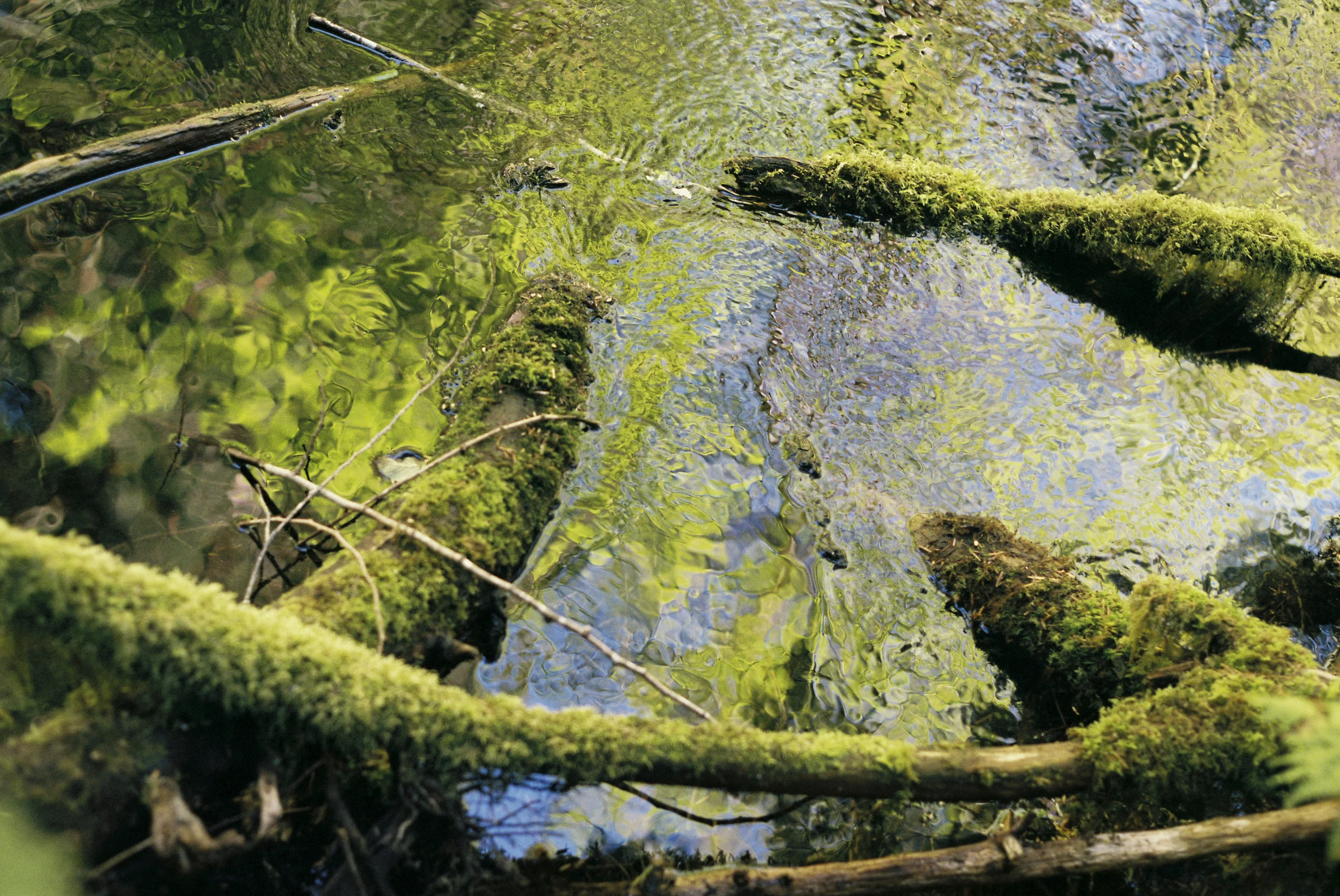 McKenzie River, OR