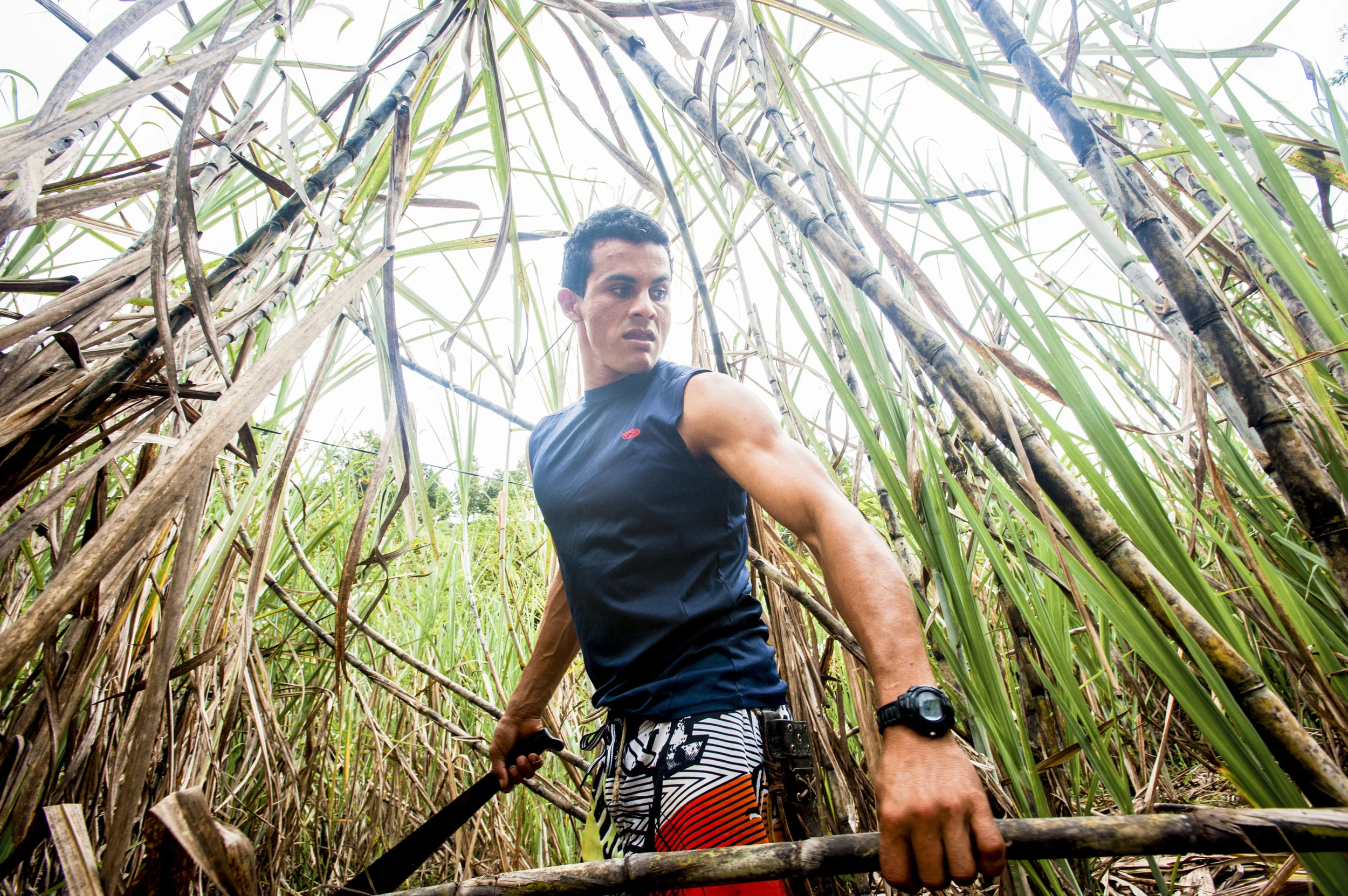  Diego Lopez Salazar cuts down sugar cane on his family's farm in southwest Costa Rica. Diego's family makes homemade sugar for travelers to try who stay at their home in the mountains. 