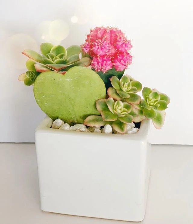 Little bit o love💕⠀⠀⠀⠀⠀⠀⠀⠀⠀
⠀⠀⠀⠀⠀⠀⠀⠀⠀
#jungalowstyle #succulentsofinstgram #succulover #mooncactus #succulentgarden #containergarden #plantstylist #plantstyling #designingwithplants #houseplantlove #plantsmakepeoplehappy #succulentobsessed #succulen