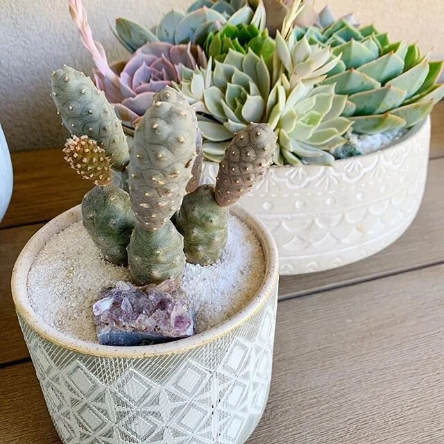 The soft colors of the desert Southwest are a visual feast! ⠀⠀⠀⠀⠀⠀⠀⠀⠀⠀⠀⠀⠀⠀⠀⠀⠀⠀
#vegasstronger #lasvegasbusiness⠀⠀⠀⠀⠀⠀⠀⠀⠀
#patiogarden #terracegarden #containergarden #plantstyle #plantstylist #plantdecor #succulentgarden #plantstyling #plantsmakepeop