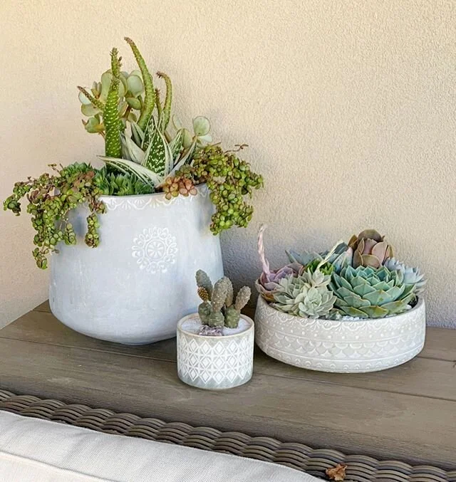Desert plants are stunning and have a wonderful boho vibe. If you&rsquo;re a native you know that . If youre new to this region embrace their diverse beauty💕⠀⠀⠀⠀⠀⠀⠀⠀⠀
⠀⠀⠀⠀⠀⠀⠀⠀⠀
⠀⠀⠀⠀⠀⠀⠀⠀⠀
⠀⠀⠀⠀⠀⠀⠀⠀⠀
#patiogarden #terracegarden #containergarden  #plant