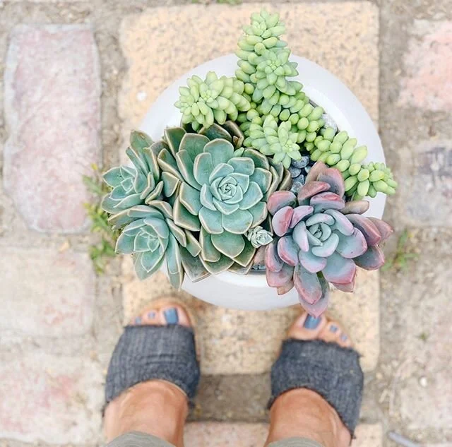No matter which way you look at them, succulents are stunning💕 ⠀⠀⠀⠀⠀⠀⠀⠀⠀
⠀⠀⠀⠀⠀⠀⠀⠀⠀
⠀⠀⠀⠀⠀⠀⠀⠀⠀
⠀⠀⠀⠀⠀⠀⠀⠀⠀
#lasvegasbusiness #patiogarden #terracegarden #containergarden  #plantstyle #plantstylist #plantdecor #succulentgarden  #plantstyling #plantsmakep