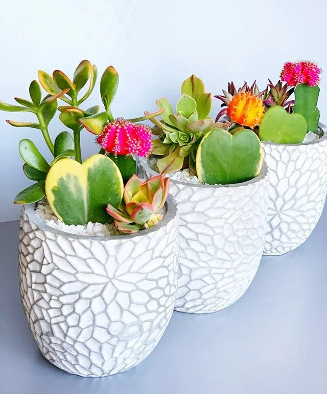 Cheerful or what???⠀⠀⠀⠀⠀⠀⠀⠀⠀
⠀⠀⠀⠀⠀⠀⠀⠀⠀
⠀⠀⠀⠀⠀⠀⠀⠀⠀
⠀⠀⠀⠀⠀⠀⠀⠀⠀
⠀⠀⠀⠀⠀⠀⠀⠀⠀ #jungalowstyle #succulentsofinstgram #succulover  #succulentgarden #containergarden #plantstylist #plantstyling #designingwithplants #houseplantlove #plantsmakepeoplehappy #succulen