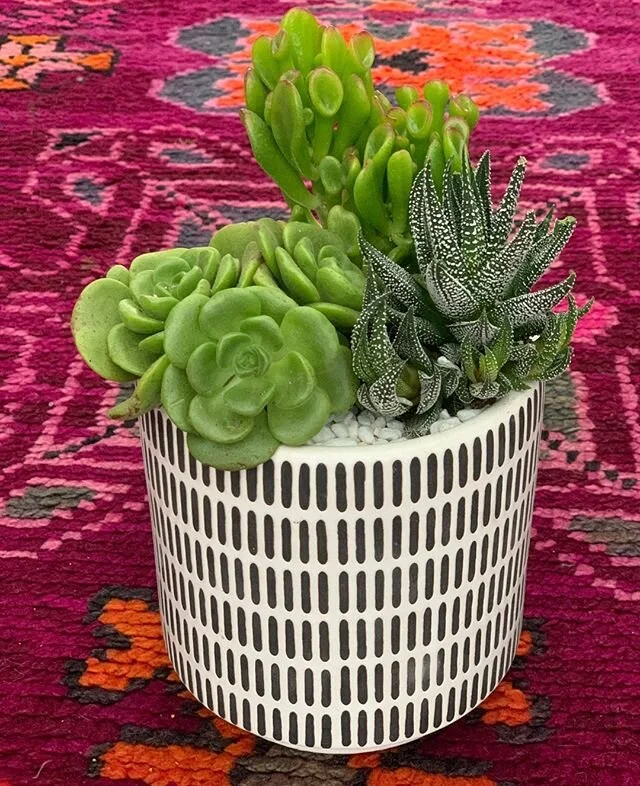 Is anybody out there old enough to remember the toy Light Brite? If you are you remember those colors!⠀⠀⠀⠀⠀⠀⠀⠀⠀
⠀⠀⠀⠀⠀⠀⠀⠀⠀
⠀⠀⠀⠀⠀⠀⠀⠀⠀
#jungalowstyle #succulentsofinstgram #succulover #plantspiration #succulentgarden #containergarden #plantstylist #plan