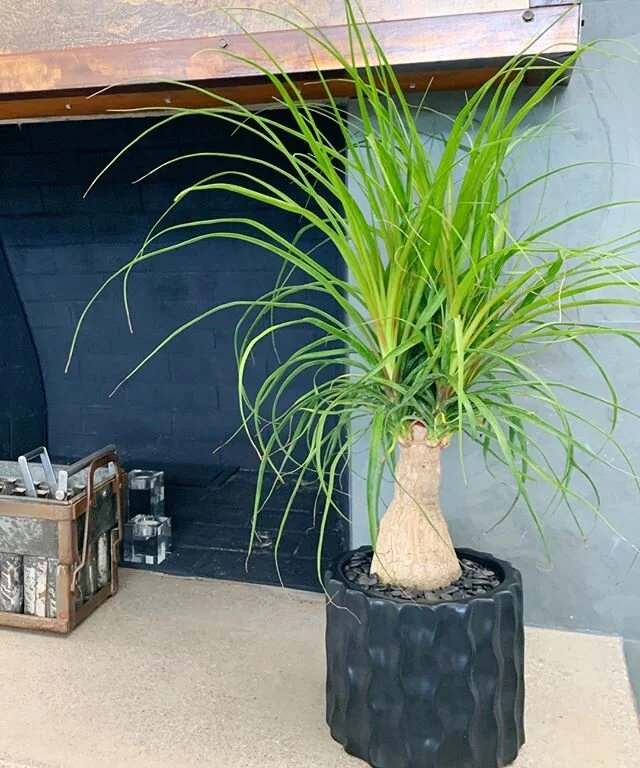 This modern interior has beautiful stone and metal throughout. A ponytail palm is a fun plant that complements the space and brings just the right amount of warmth  into the home. It&rsquo;s also pretty low maintenance and easy to care for! I&rsquo;m