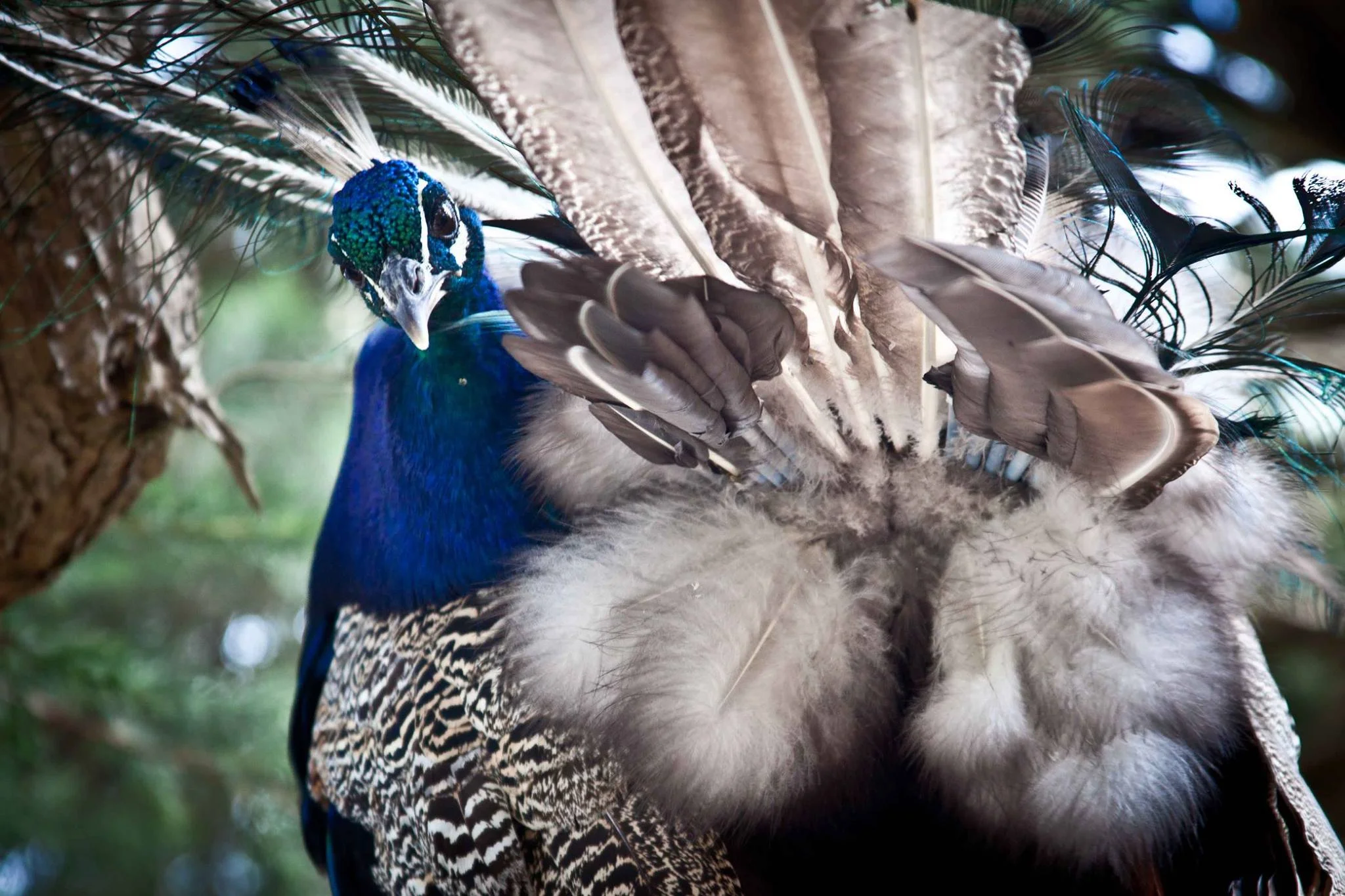 A Peacock Butt