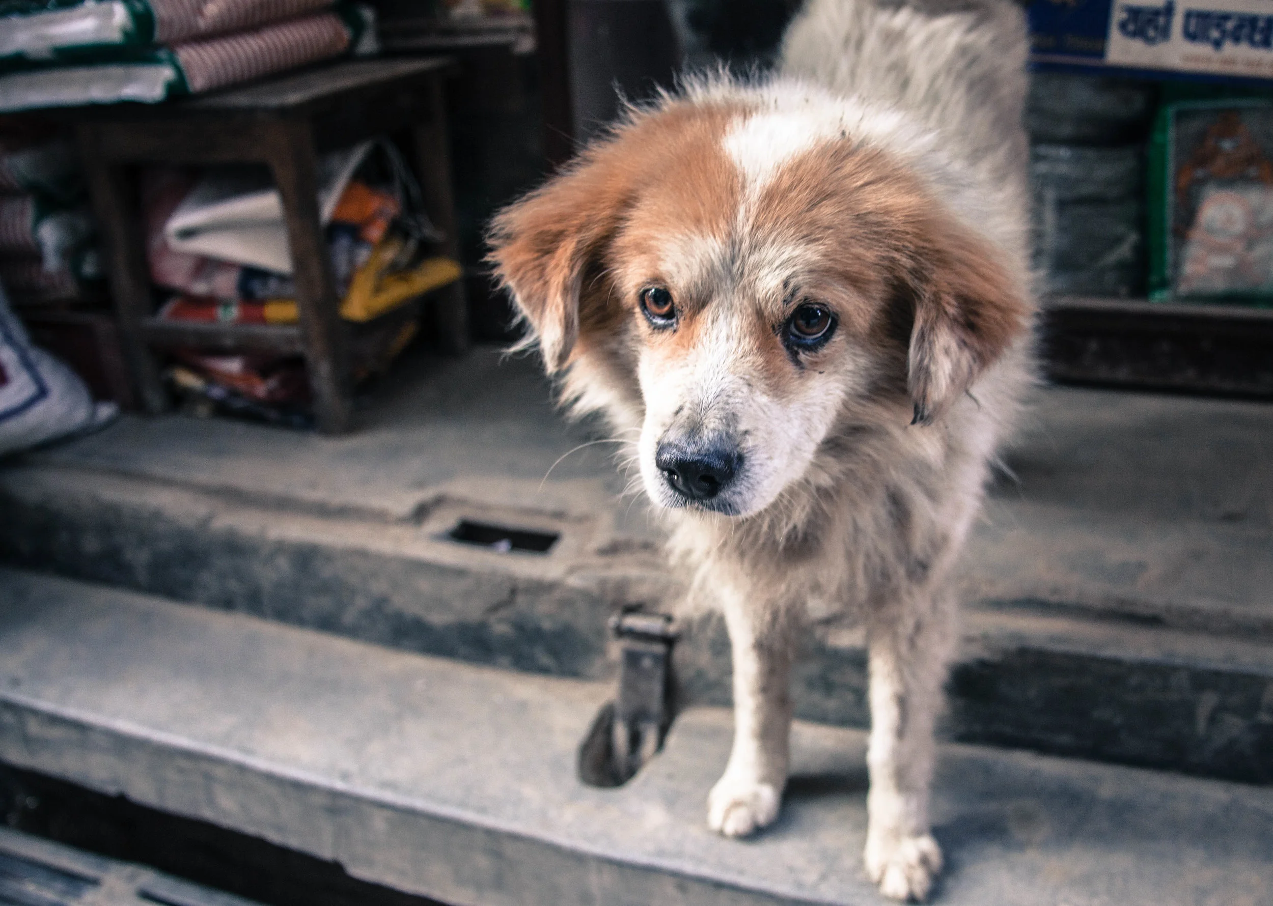 Kathmandu Street Dog