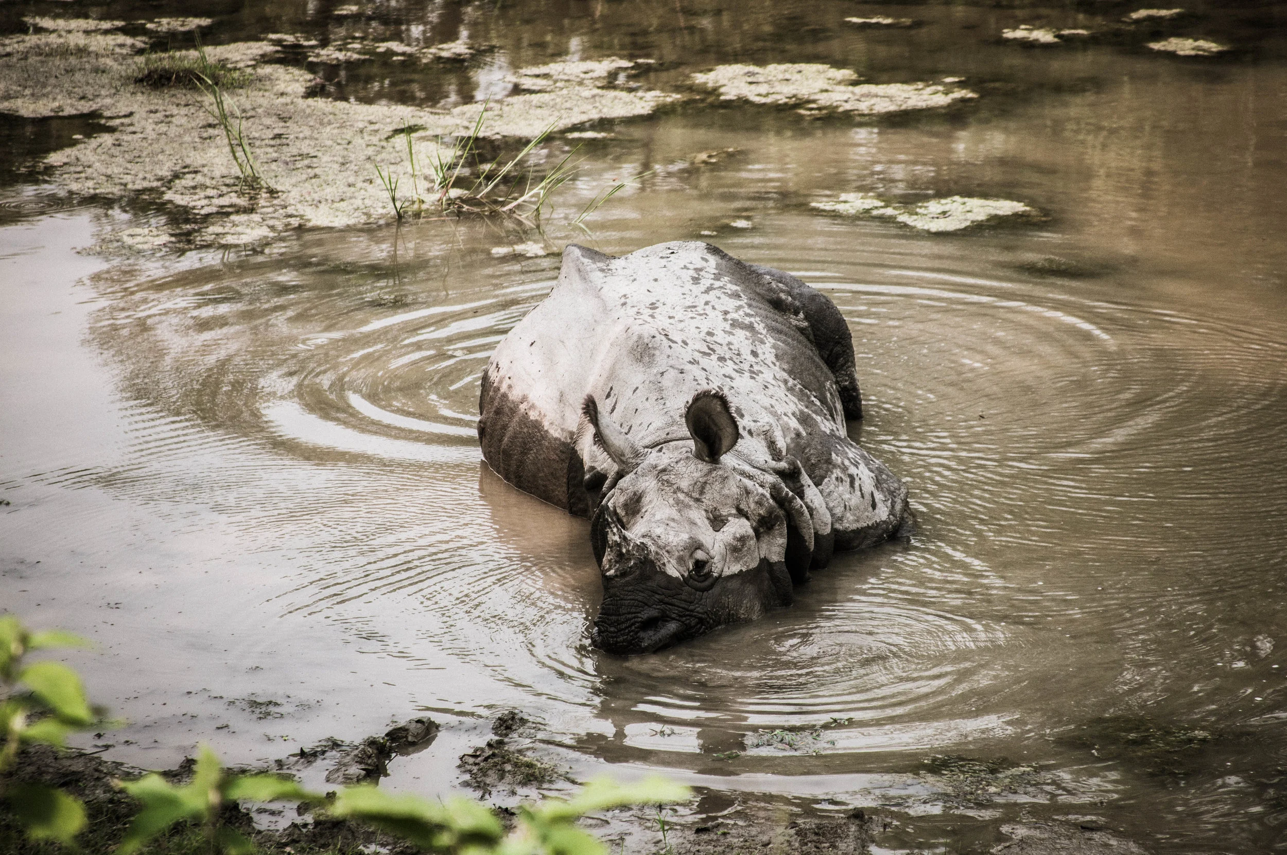 Rhino at Chitwan