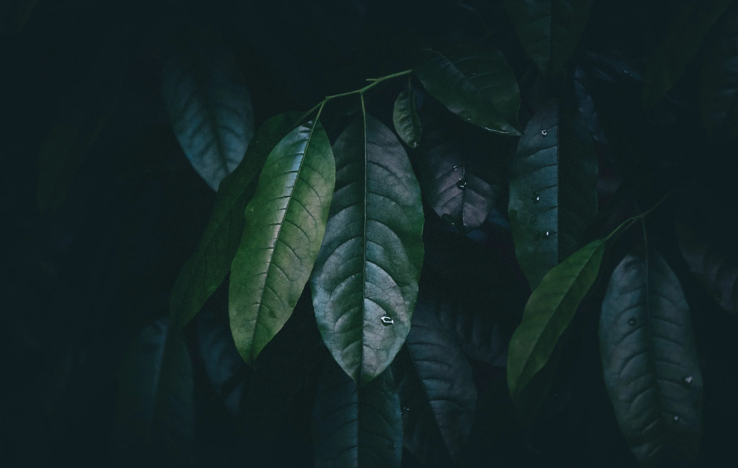 byron-johnson-pj1jt4vBGZY-unsplash.jpg