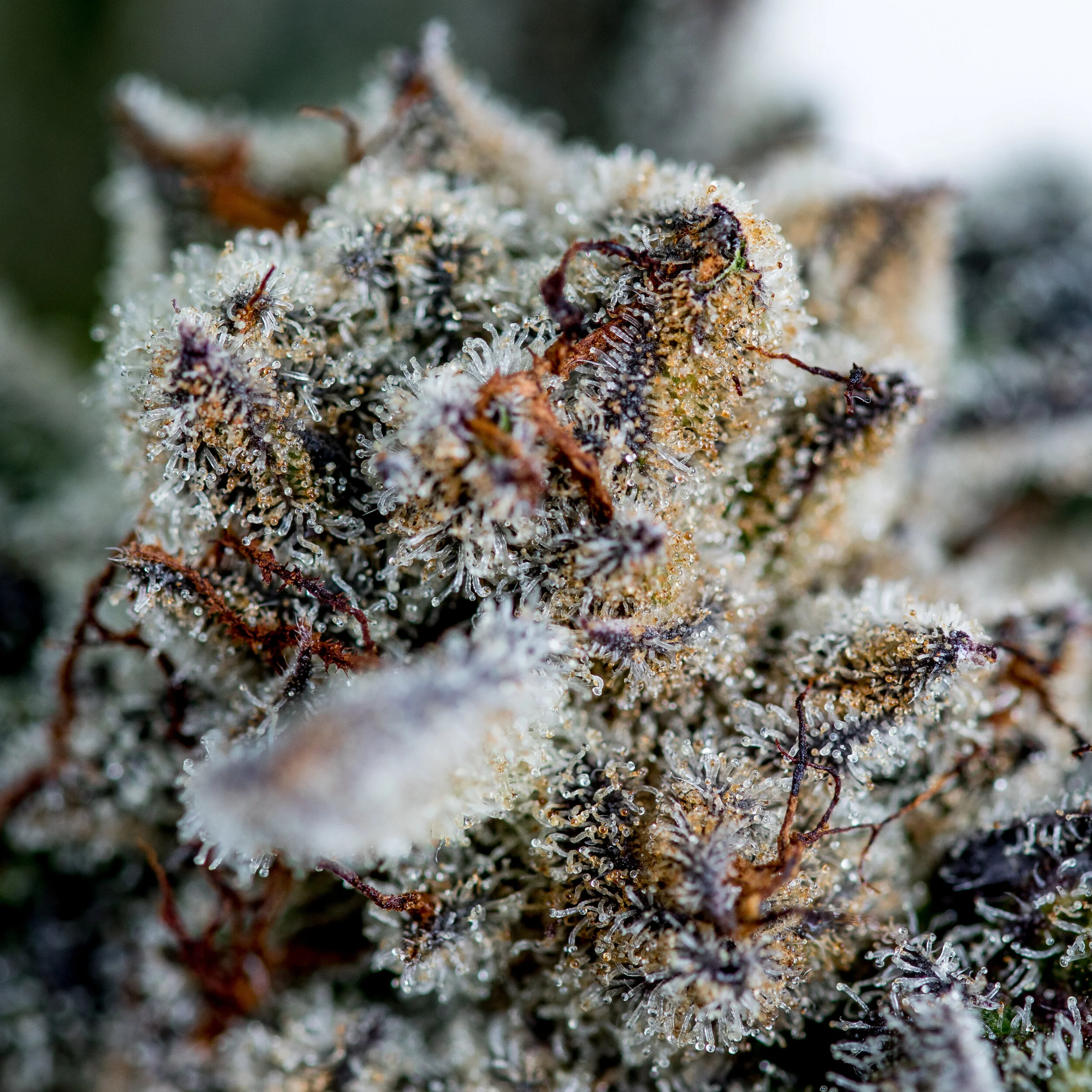 Peanut Butter Breath.jpg