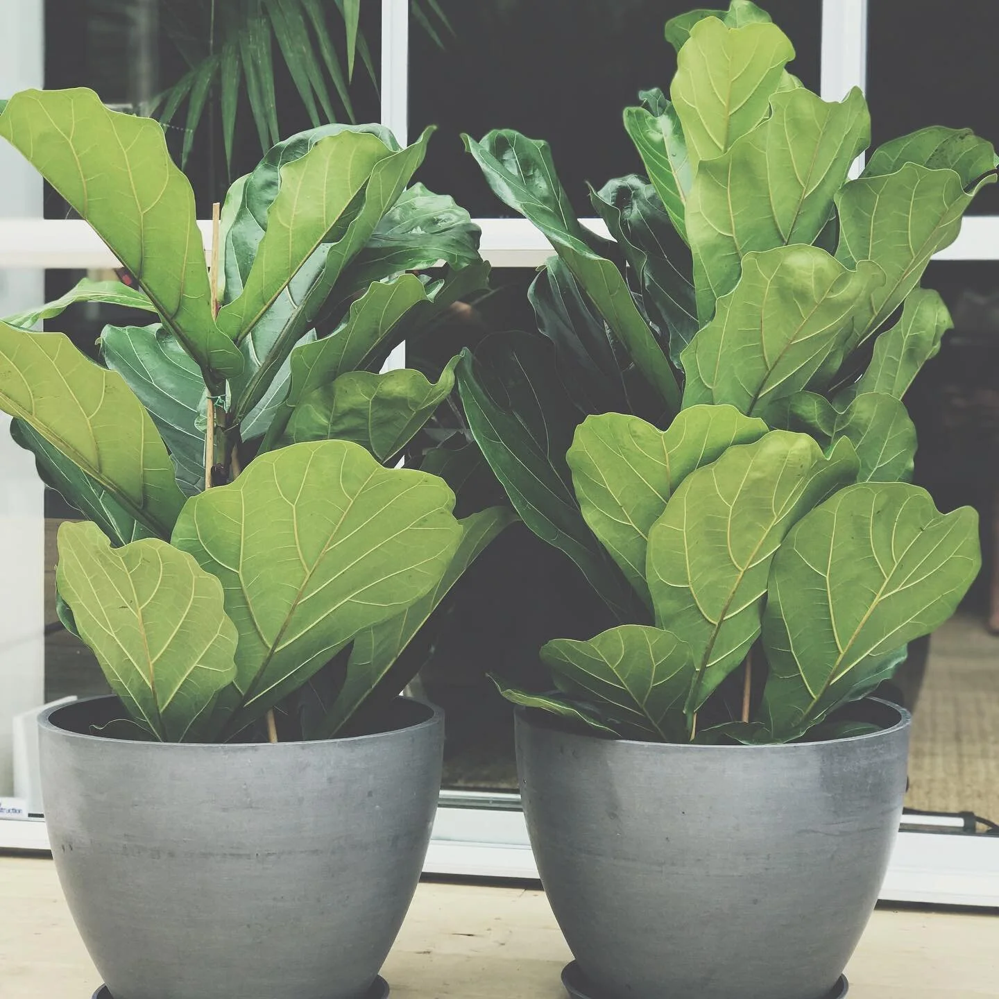 Two fiddle leaf fig sisters ready to head off to their new loving home at a local office space #fiddleleaffig