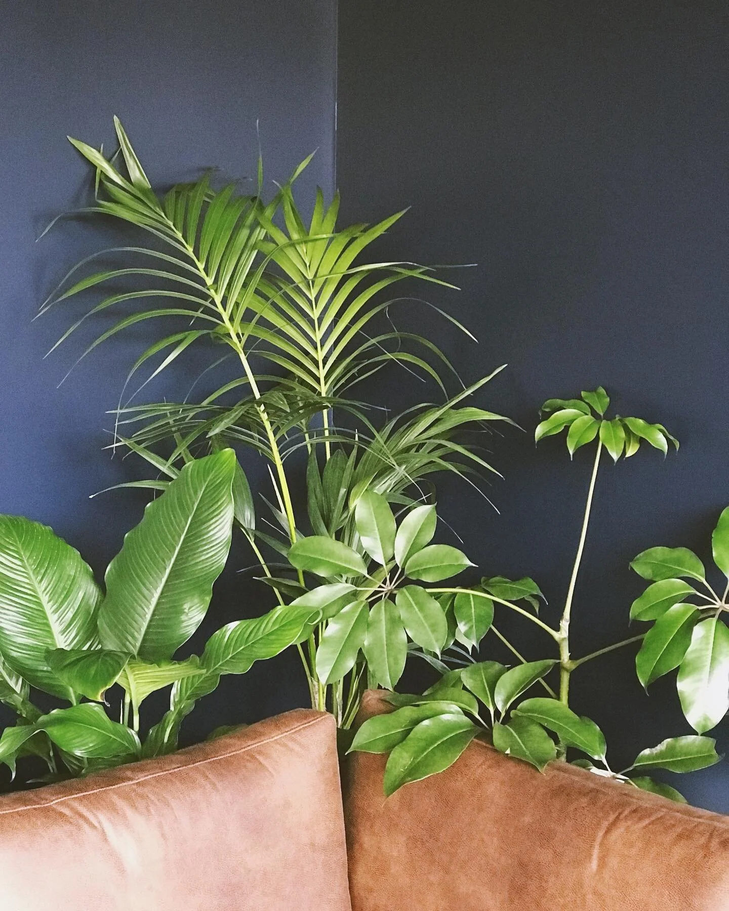 Plant Kin does indoor jungles too 💚 I design, install &amp; maintain your indoor plant family - or teach you how to best care for them yourself. Pictured here is a verdant little corner at @wrestlergram HQ.