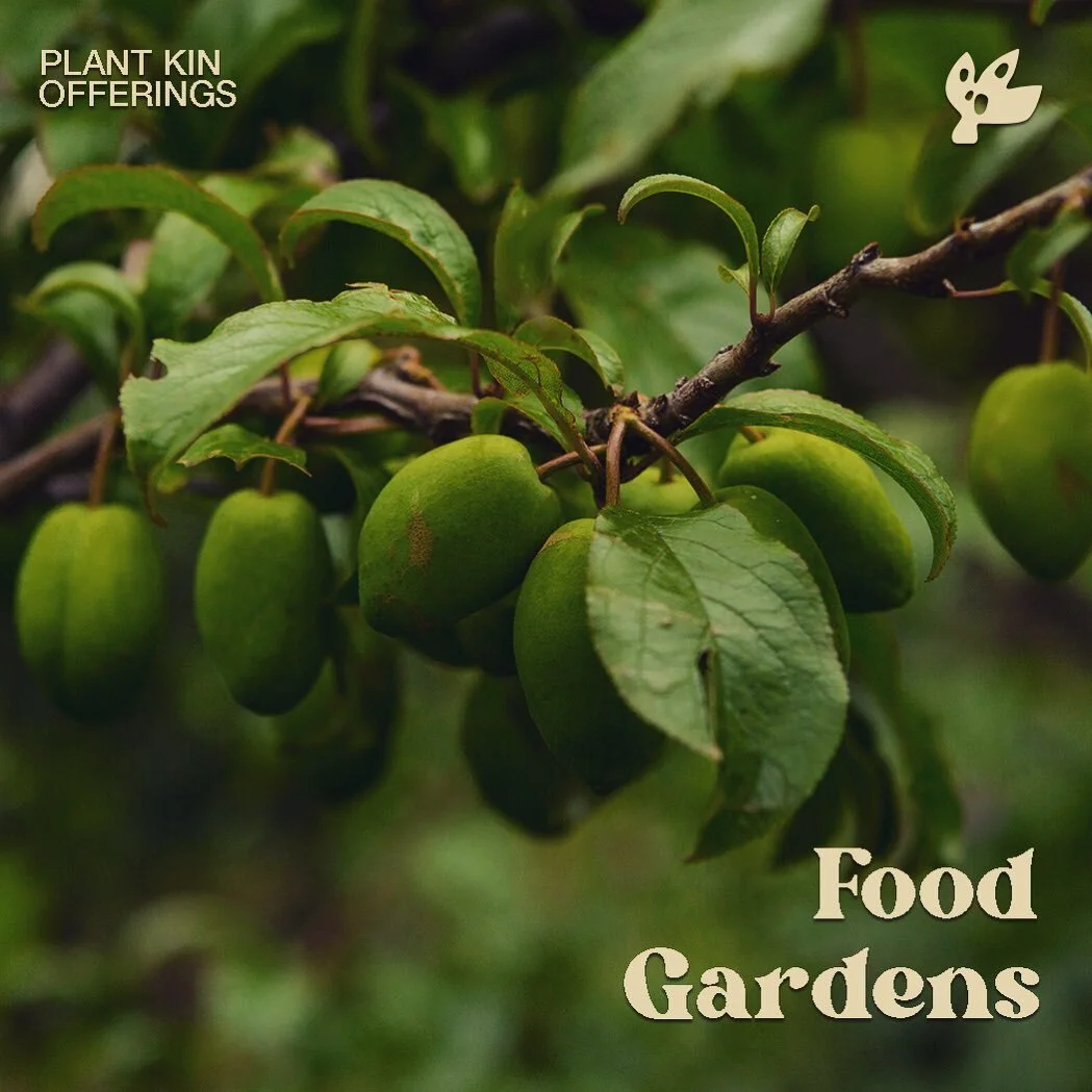 Ever wanted to grow some of your own food at home? 🥕🥦🥬 I can help you set up a manageable backyard food system based on the time, space and resources you have available, to make it a fun and pleasurable part of your home life. #foodislife