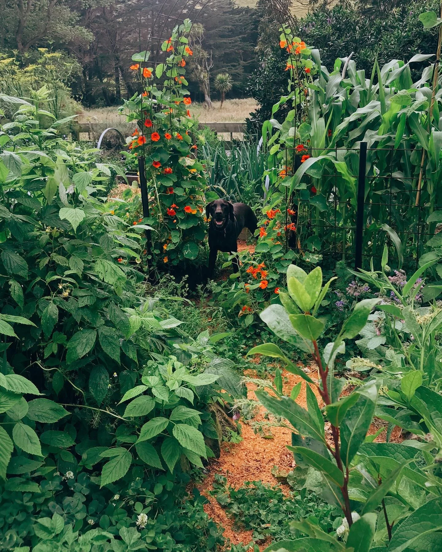 So much cool stuff happening in my kitchen garden this time of year - Its all about keeping up with the plant action. Currently ensuring a really good watering routine so nothing gets stressy and regular foliar feeding (seaweed or fish) for healthy, 
