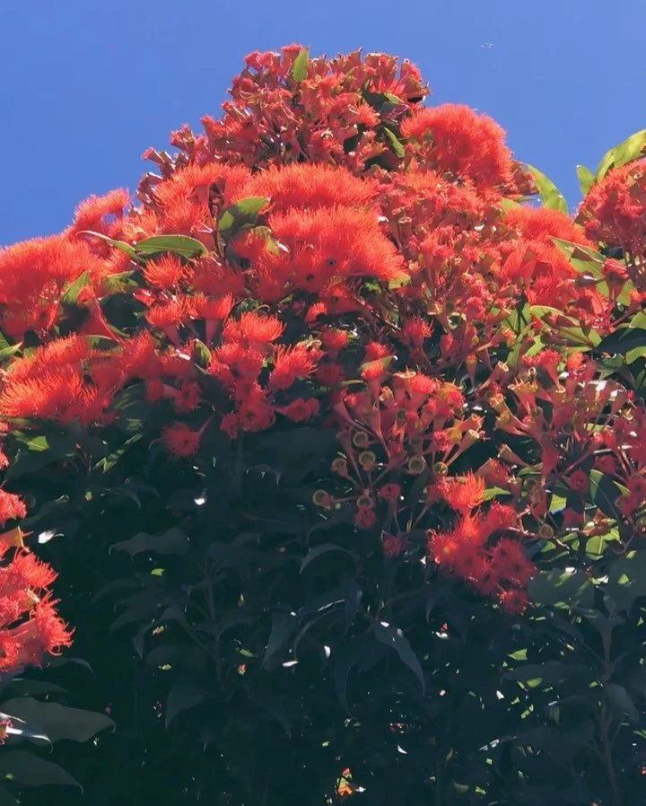 Corymbia ficifolia, Red flowering gum.

This time every year this beauty flowers right outside Wellington&rsquo;s old government building and I come to stand in awe. The canopy is always a complete riot of bee and bird activity and nothing compares t