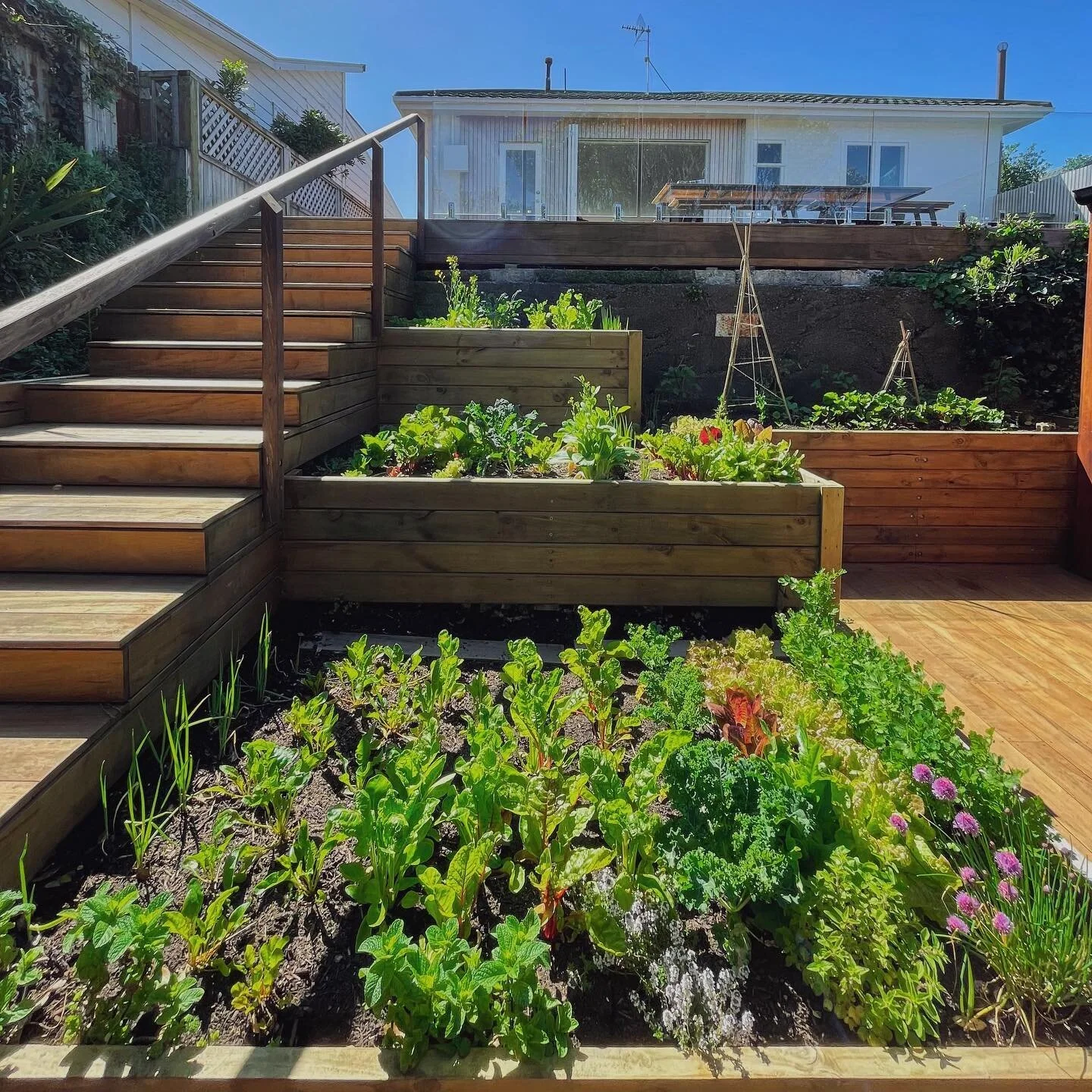 Multi-tiered kitchen garden installed in Houghton Bay for a family of budding veggie gardeners 

🌱 #growfoodathome #growfood #urbangarden #gardendesign #ediblegardens #kitchengardens #NZgardening #Wellingtongardens #veggiegarden