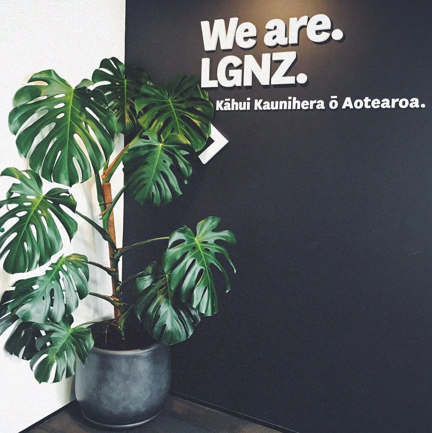 Some BIG monstera beauties installed this week for the lovely folk at LGNZ, in addition to a mix of palms and some of the hardier subtropicals - bringing more life and fresh air into this traditional office space 💚🌱 #plantsmakepeoplehappy 
&bull;
&