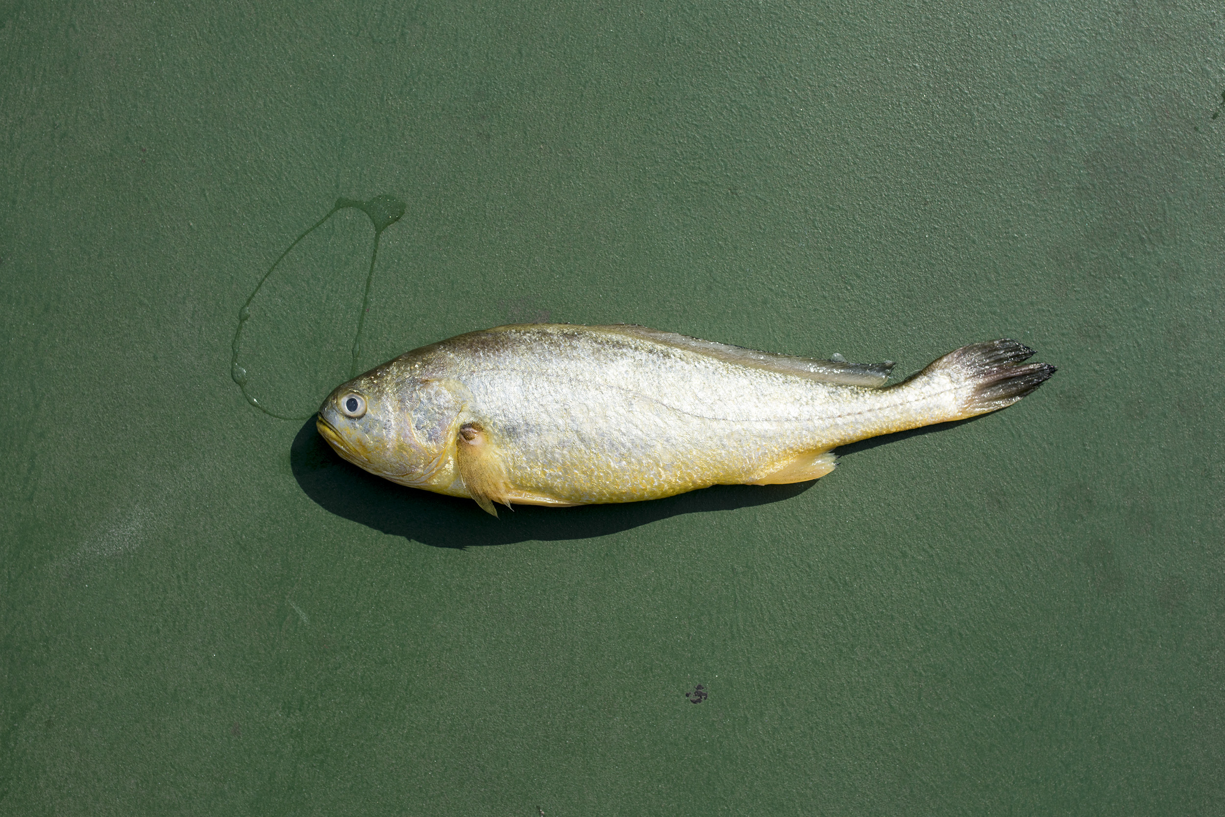  Yellow Croaker:  Larimichthys polyactis . 