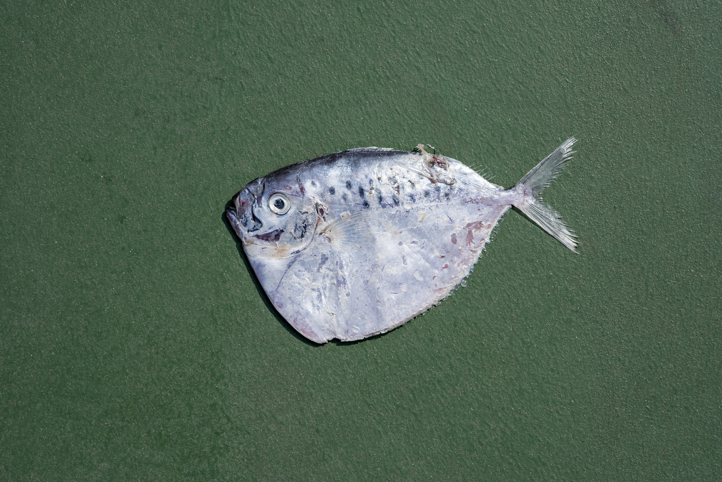  Moonfish:  Mene Maculata . 