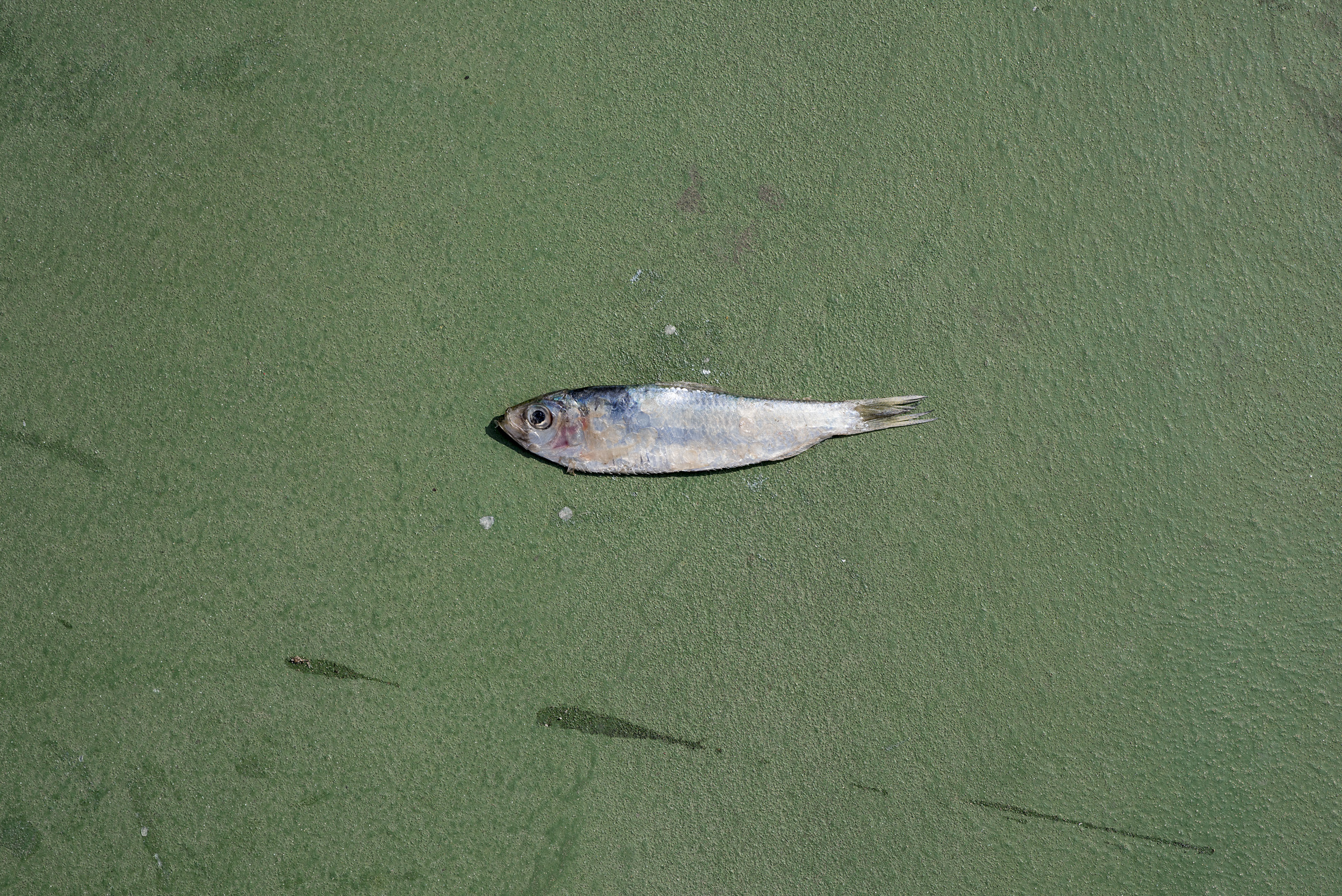  Japanese scaled sardine:  Sardinella zunasi . 