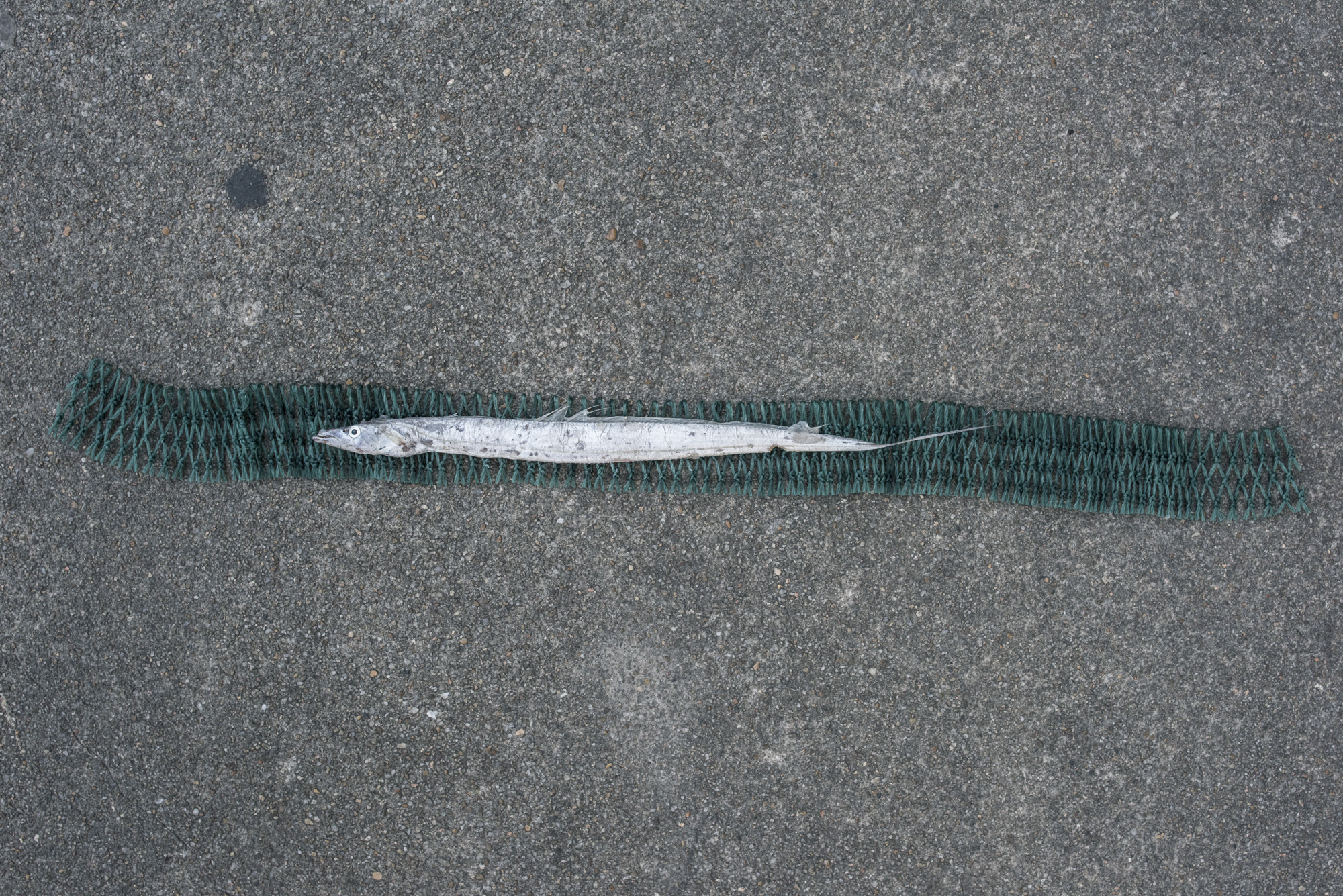  Size of juvenile Beltfish caught for fish feed (23.1cm) versus size of average adult Beltfish (46.3cm, as represented by green net below fish) 