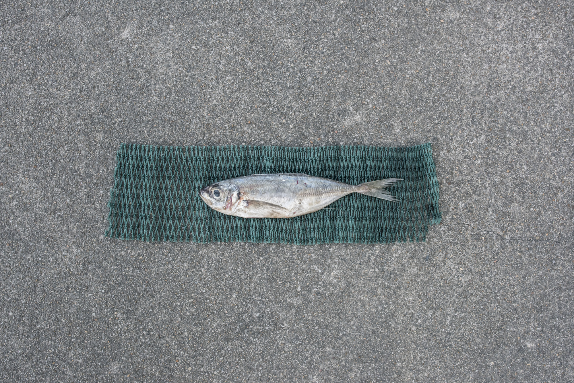  Size of juvenile Japanese scad caught for fish feed(11.4cm) versus size of average adult Japanese scad (15.8cm, as represented by green net below fish) 