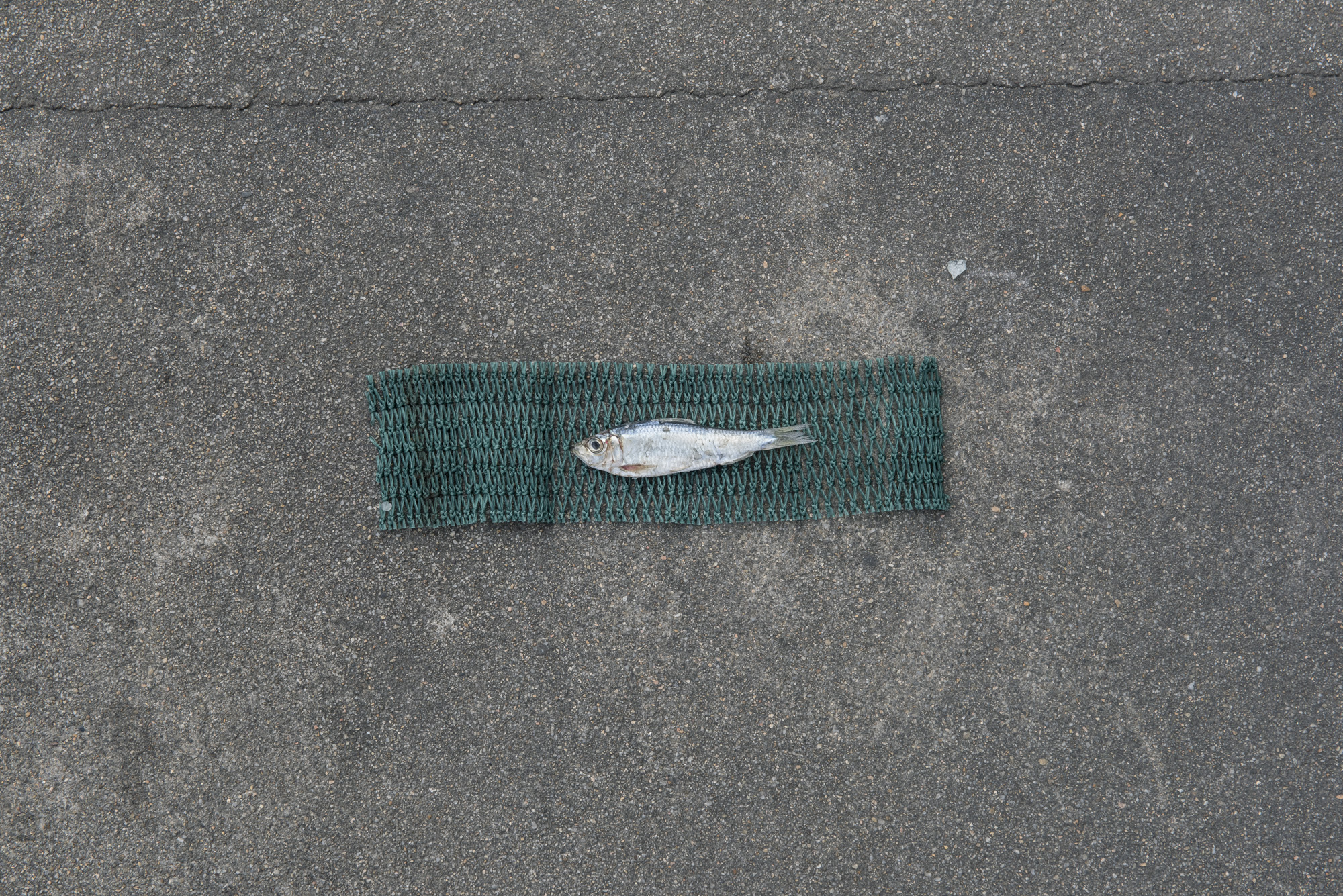  Size of juvenile Japanese scaled sardine caught for fish feed (4.5cm) versus size of average adult Japanese scaled sardine (9.5cm, as represented by green net below fish) 