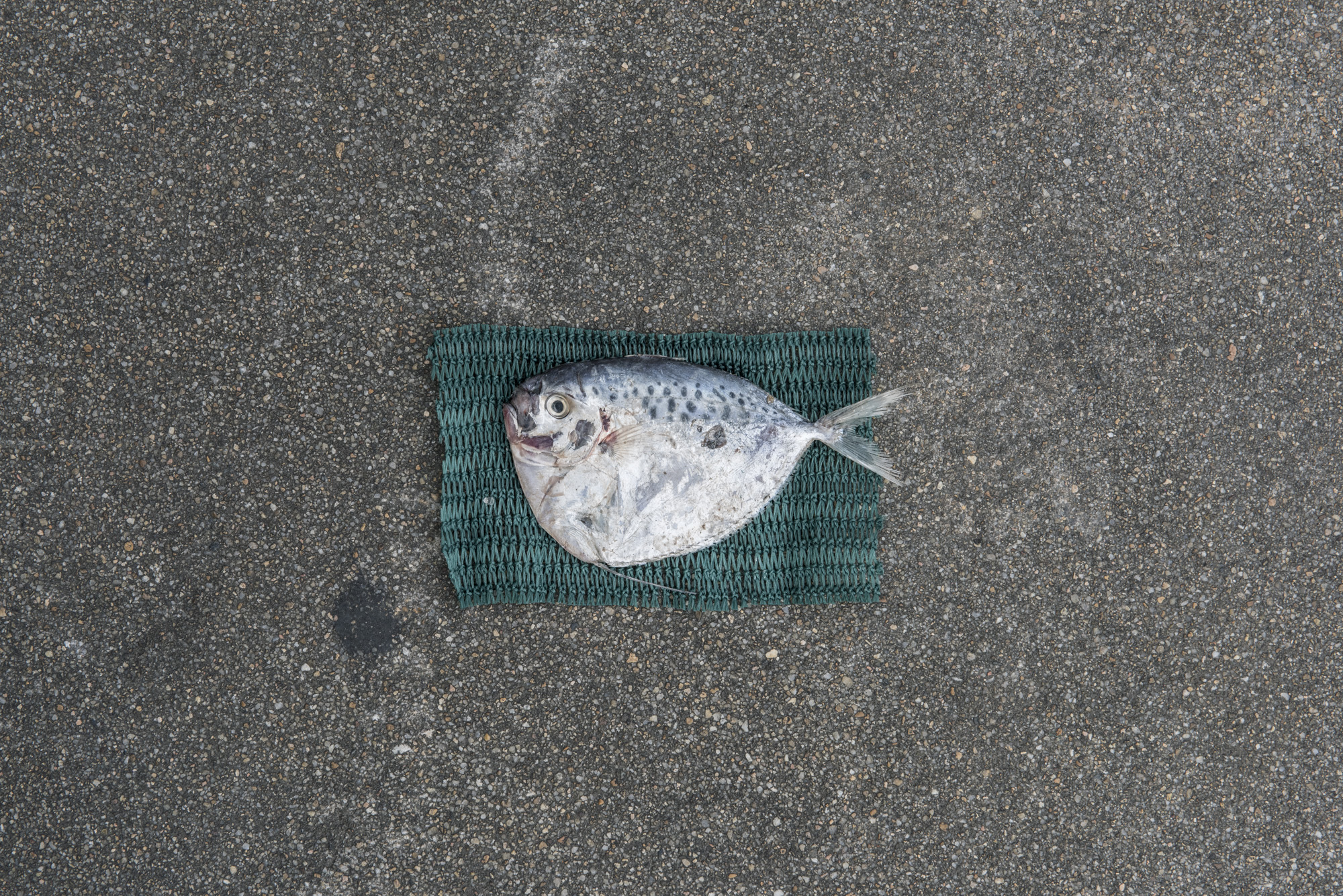  Size of juvenile Moonfish caught for fish feed (11.6cm) versus size of average adult Moonfish (14.0cm, as represented by green net below fish) 