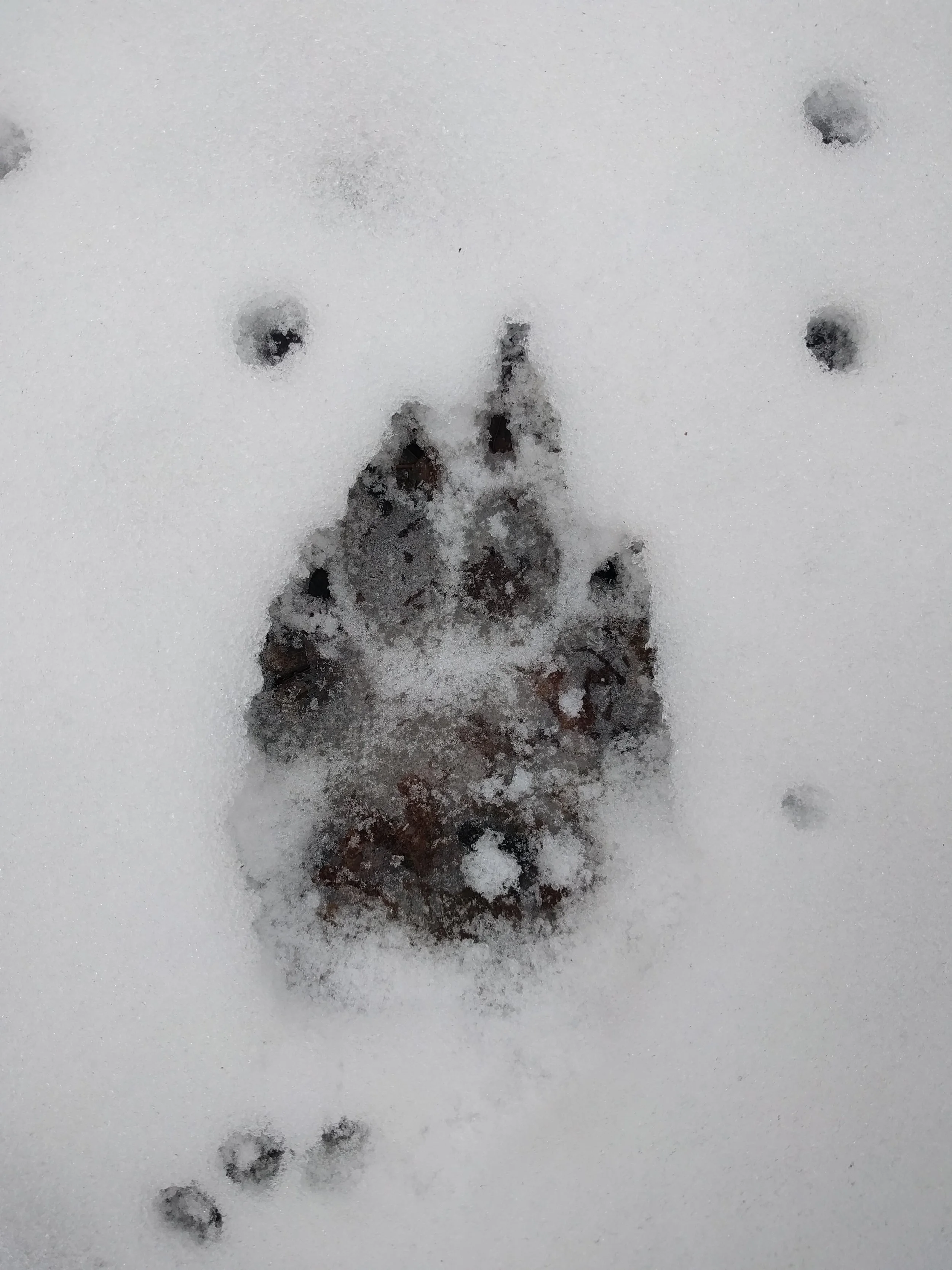 A wolf track... we also, saw, deer, bison, fox, and rabbit tracks (we had a guide at this point letting us know all these things).