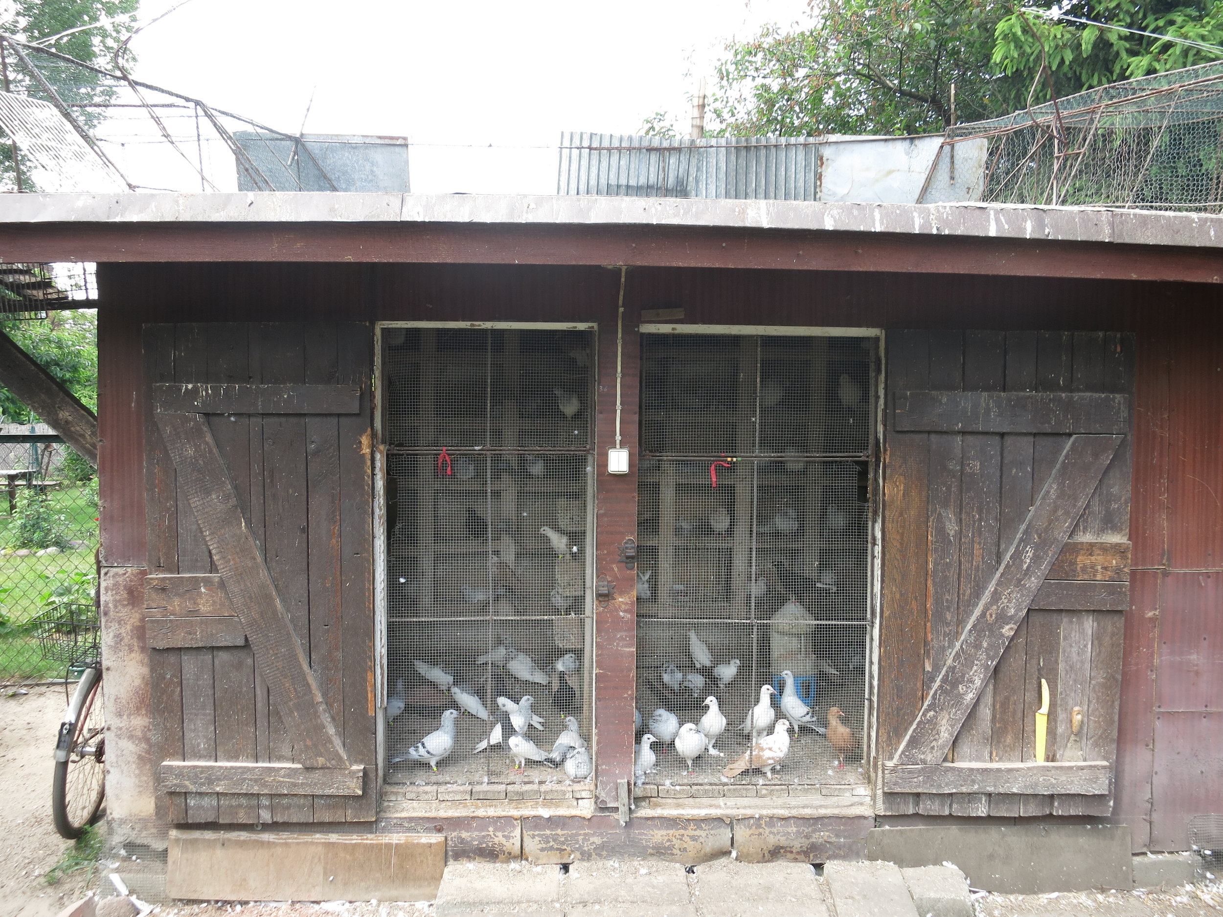 Backyard pigeon coop.
