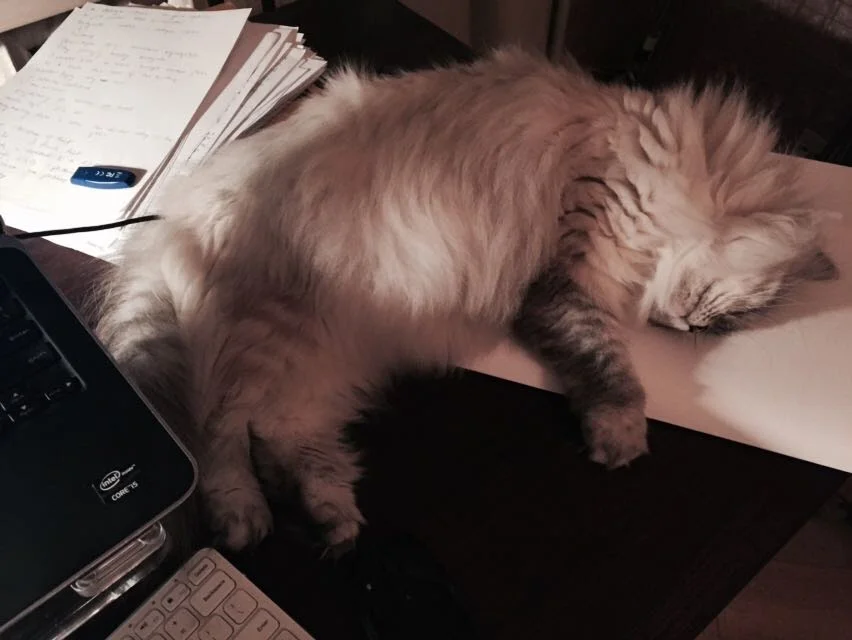 The puss helping Mrs. work on her book.