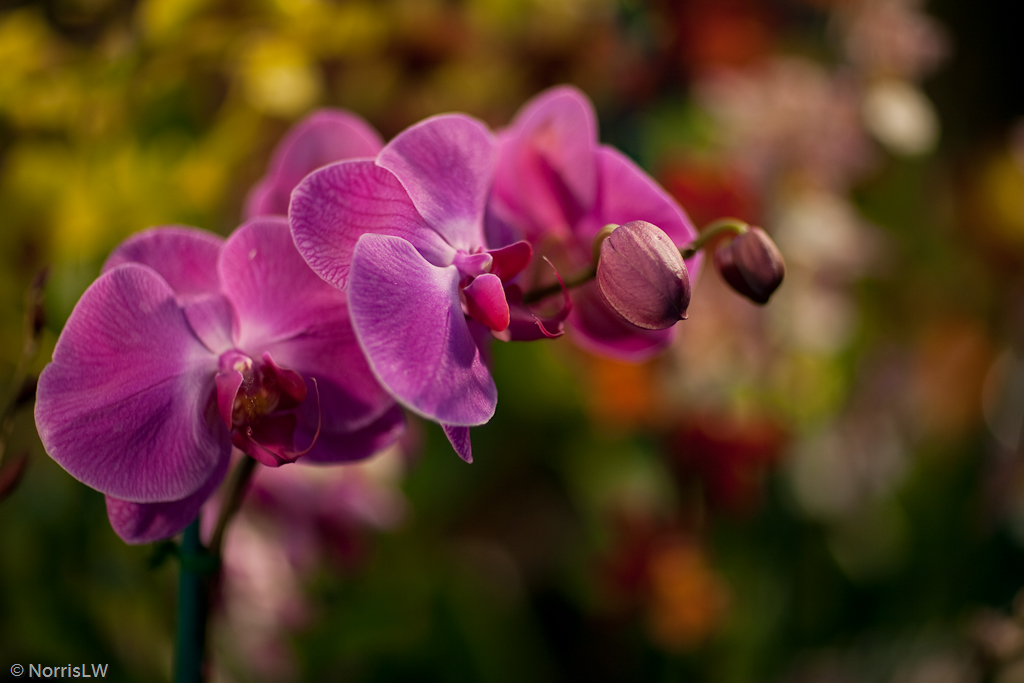 Manoa_Orchid_Show-1.jpg