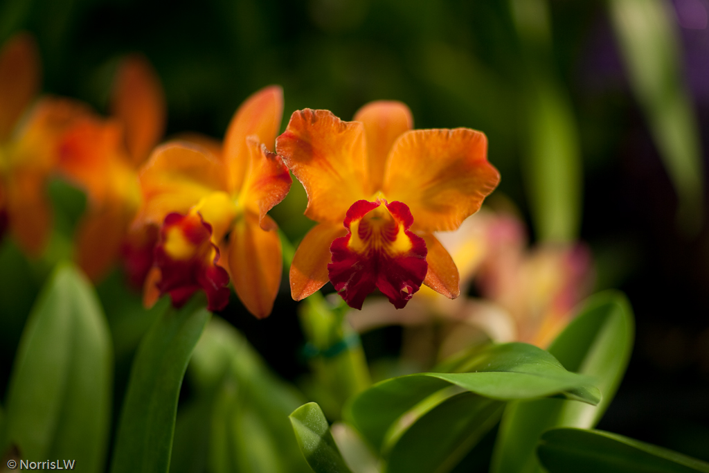 Manoa_Orchid_Show-2.jpg