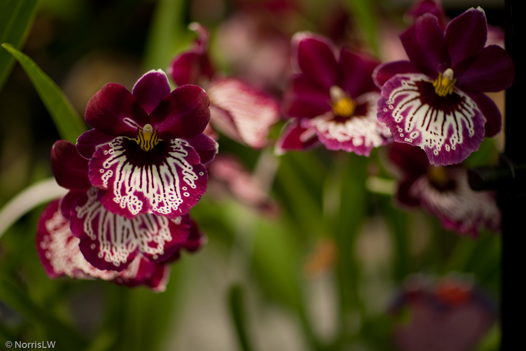 Manoa_Orchid_Show-3.jpg