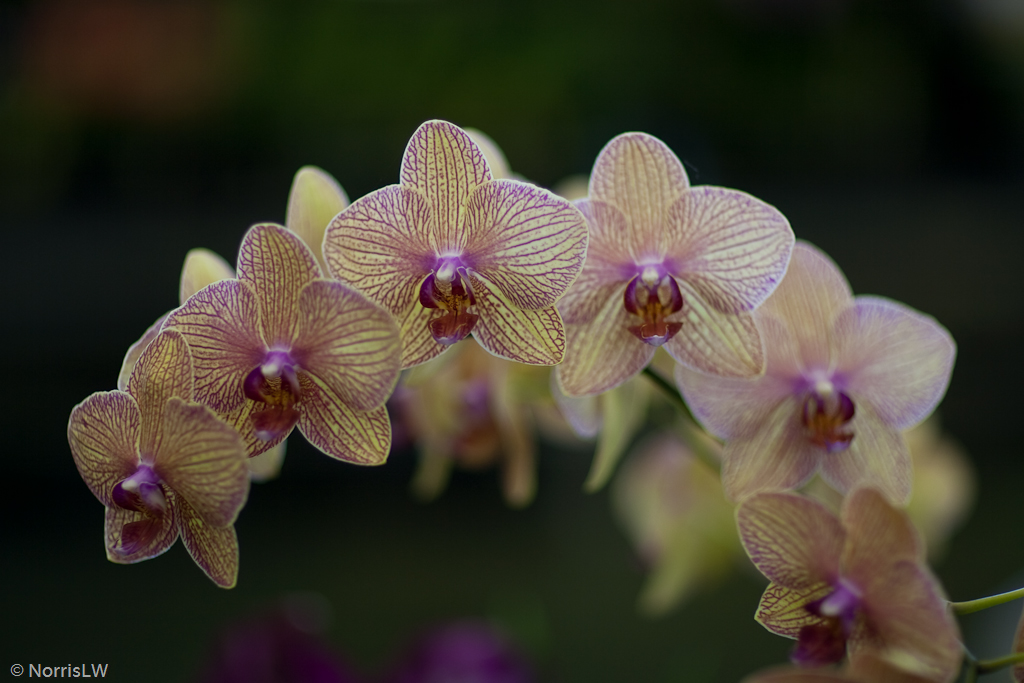 Manoa_Orchid_Show-4.jpg