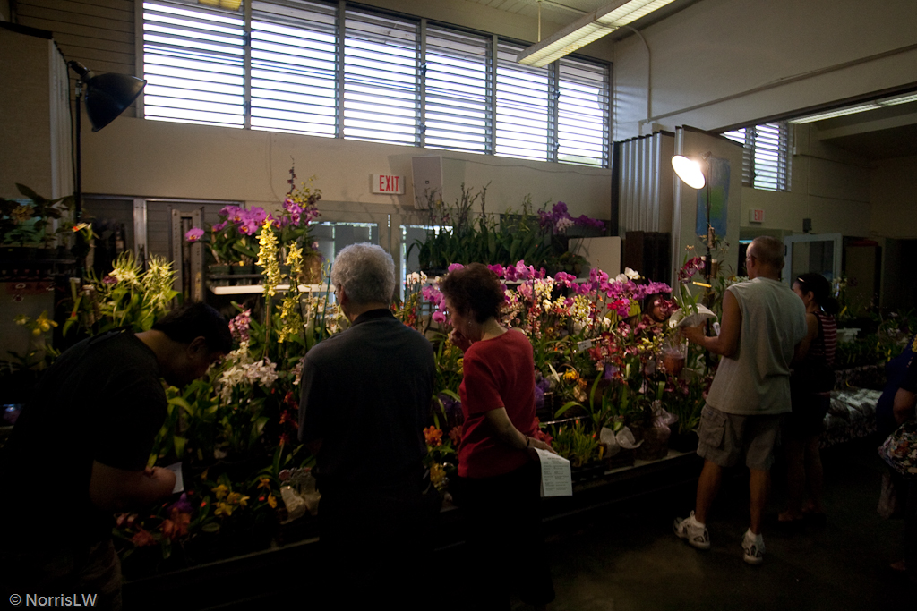 Manoa_Orchid_Show-15.jpg