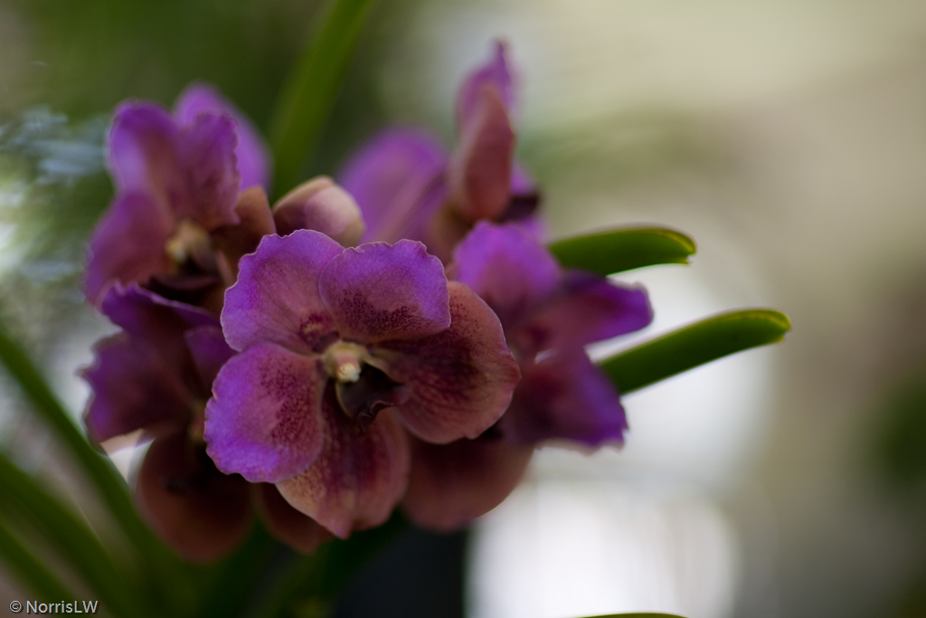 Manoa_Orchid_Show-20.jpg