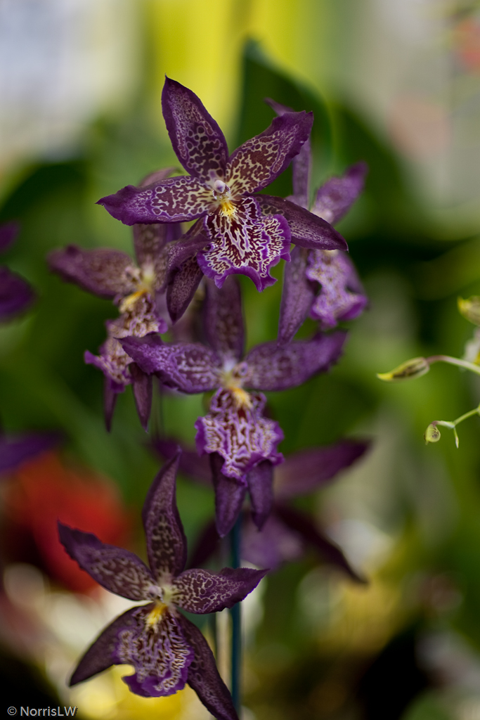 Manoa_Orchid_Show-21.jpg