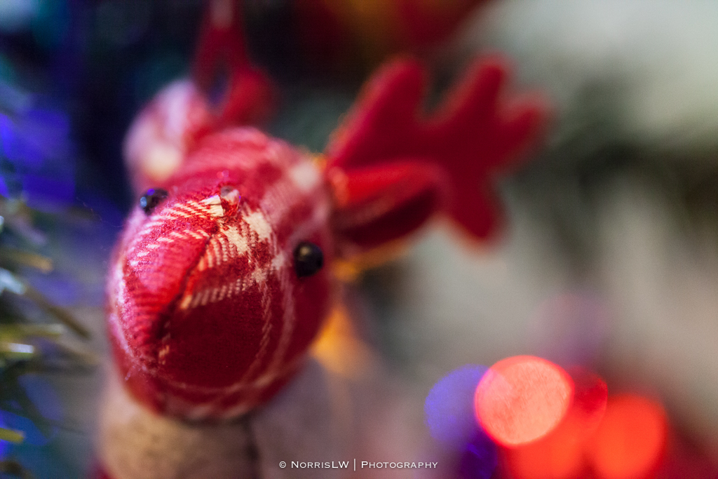 xmas-tree-20121217-015.jpg