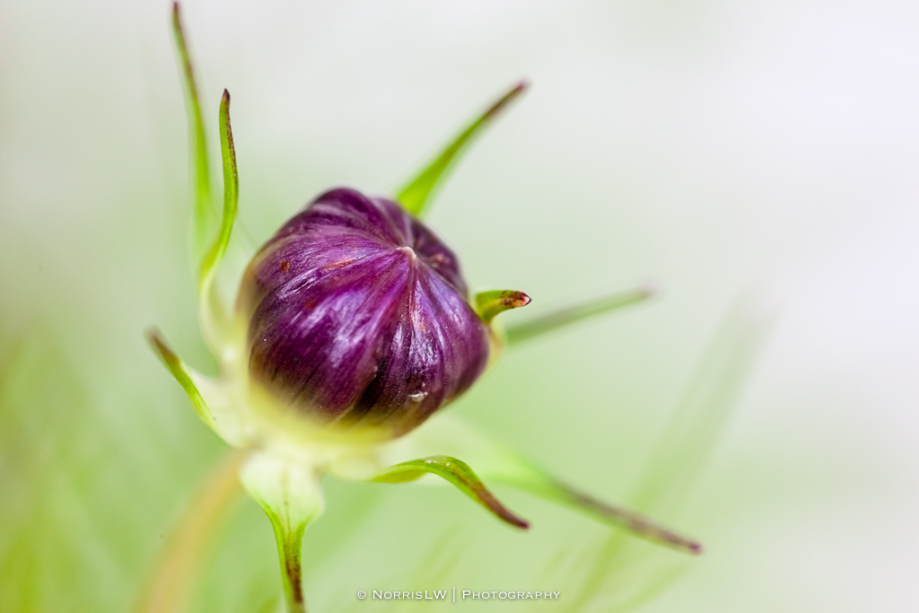 flower-20130519-004.jpg