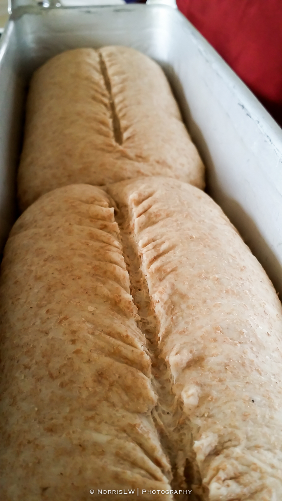 WholeWheatBread-20140928-004.jpg