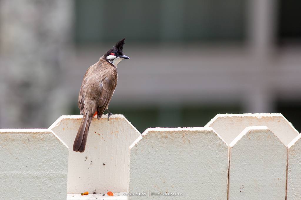 Birds-20160717-010.jpg