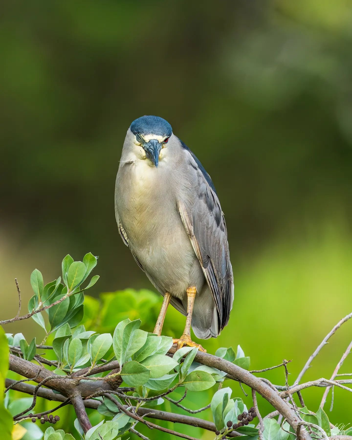 The Stare 😎

#birdphotography 
#heron #aukuu
#hawaiibirds 
#alohaoutdoors 
#hawaiilife 
#ighawaii 
#ig_naturelovers 
#ig_birdwatchers 
#ig_wildlife