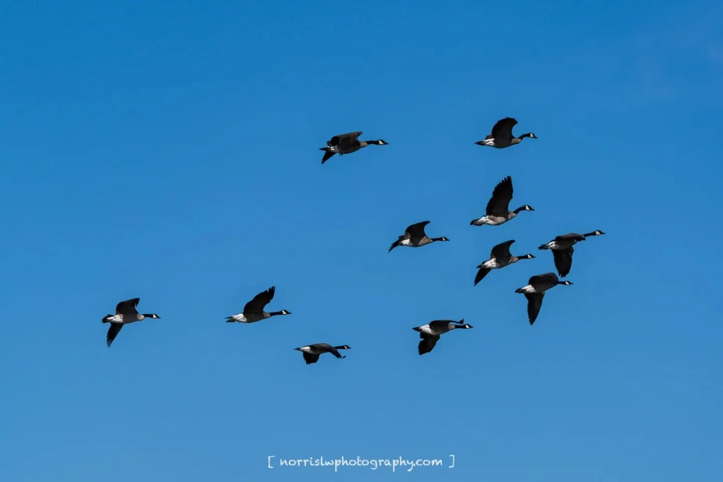 Migratory movement from the shoreline &gt;&gt;&gt; adventure awaits 🤙

#unfolding #justwingit
#birdmigration
#adventureawaits
#travelsoul
#wingspan #wingsofinspiration 
#takeflight #skybound 
#beautyinflight 
#peacefulmoments #spreadyourwings 
#spre